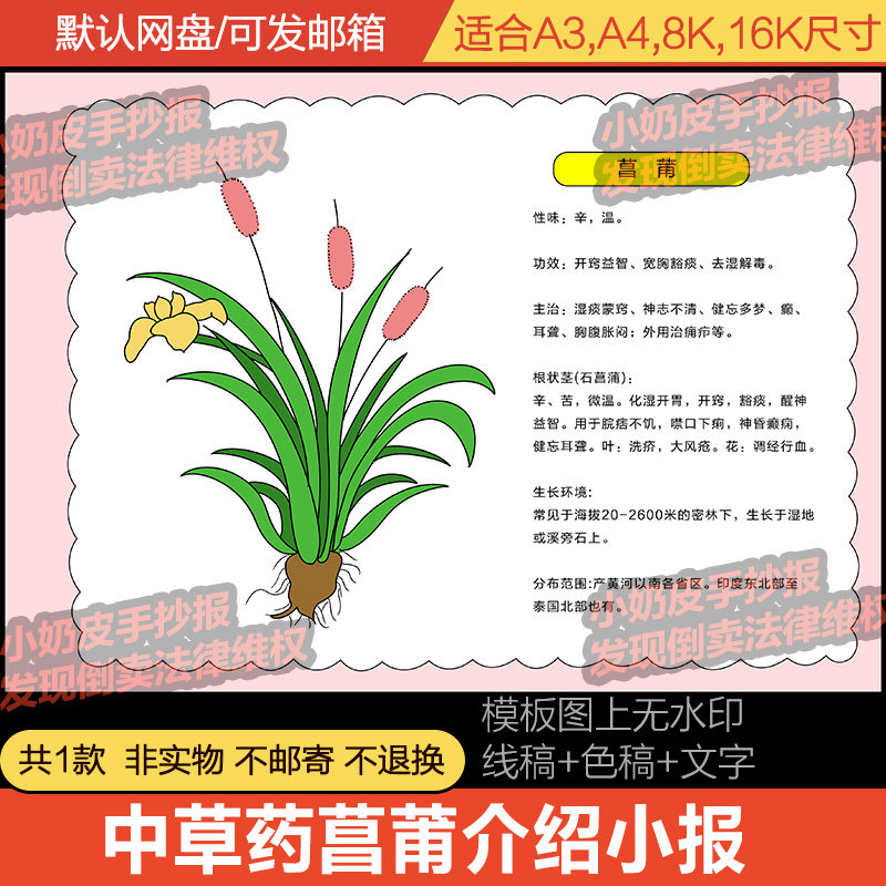 中草药菖莆介绍解说手抄报植物小报模板电子版半成品线稿涂色填色