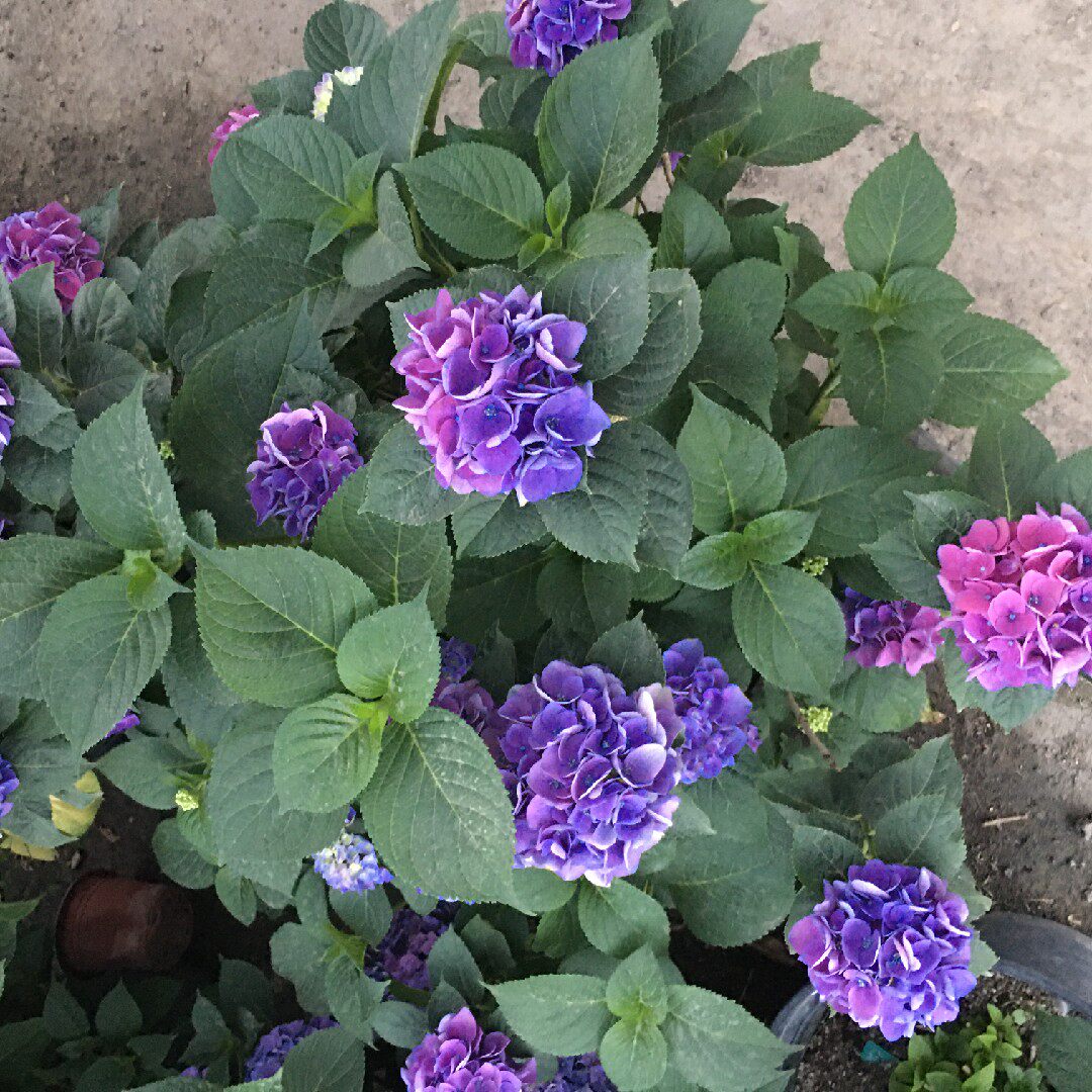 (木子家的花园)包邮大花绣球八仙花室内盆栽绿植史欧尼