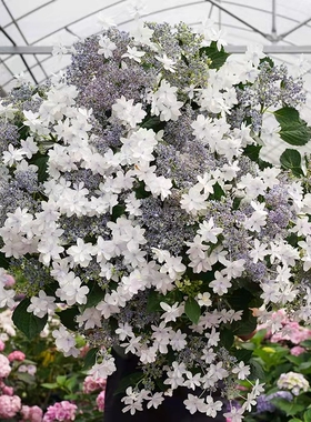 (木子家的花园)包邮大花绣球八仙花白色天使盆栽庭院绿植花卉