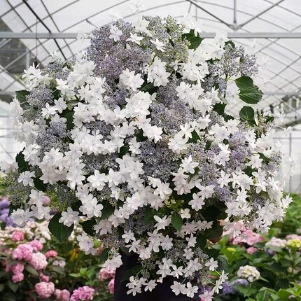 (木子家的花园)包邮大花绣球八仙花白色天使盆栽庭院绿植花卉