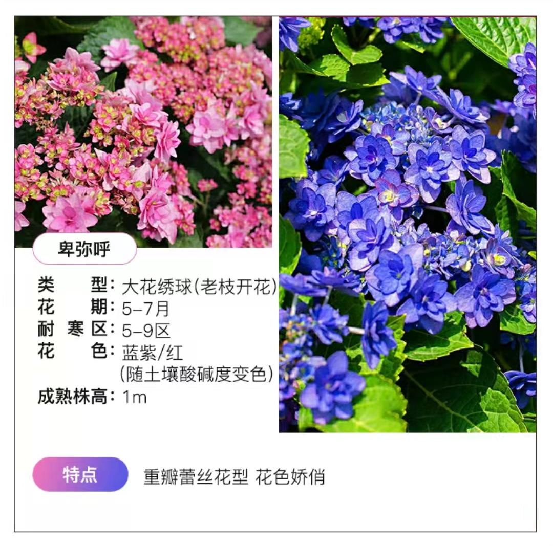 (木子家的花园)包邮卑弥呼大花绣球八仙花盆栽庭院绿植花卉