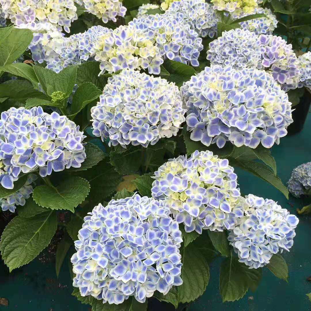 (木子家的花园)包邮大花绣球薄荷拇指魔幻革你我在一起你我相约