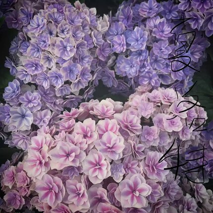 （木子家的花园）包邮大花重瓣进口绣球八仙一加仑夏洛特公主庭院