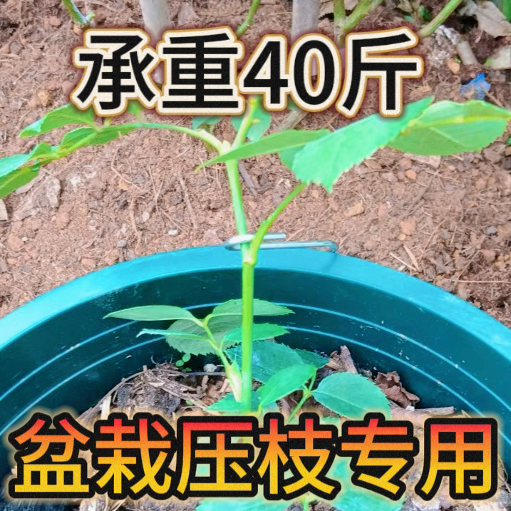 盆栽月季玫瑰花压枝拉枝钩水果苗庭院阳台种植不生锈挂钩