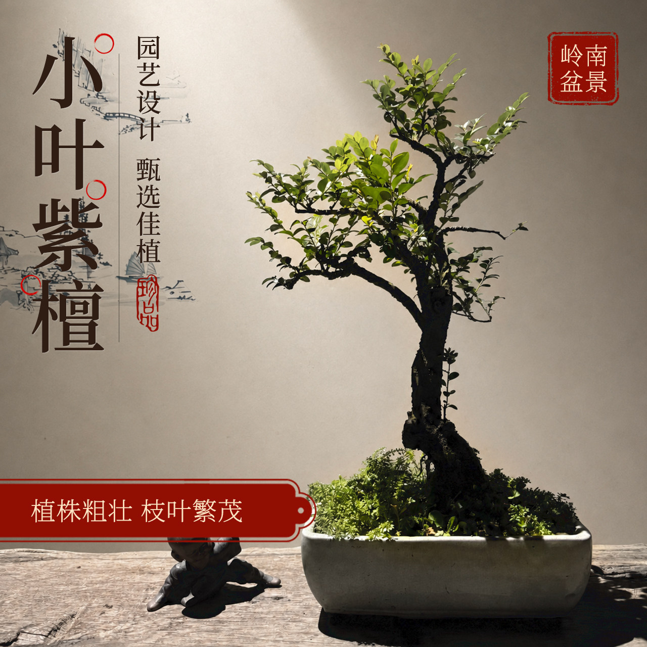 造型盆景小叶紫檀树桩花卉黑骨茶盆栽室内摆件镇宅四季常青绿植物