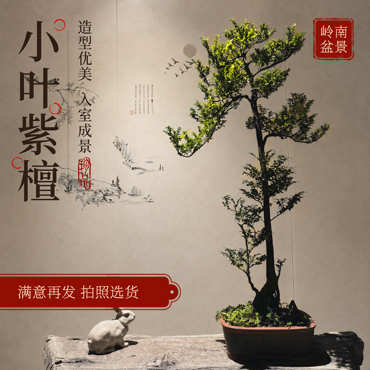 小叶紫檀盆景客厅好养树桩黑骨茶植物室内耐寒绿植盆栽阳台办公室