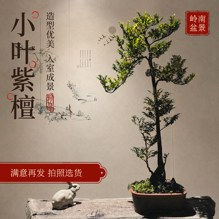 小叶紫檀盆景客厅好养树桩黑骨茶植物室内耐寒绿植盆栽阳台办公室