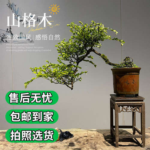 精品山格木树种造型盆景