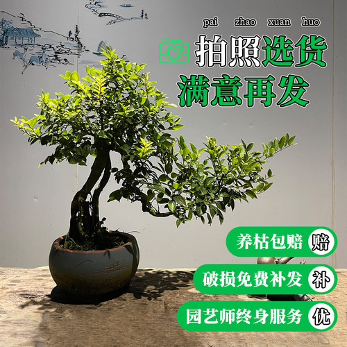 绿植九里香室内外四季紫薇盆景