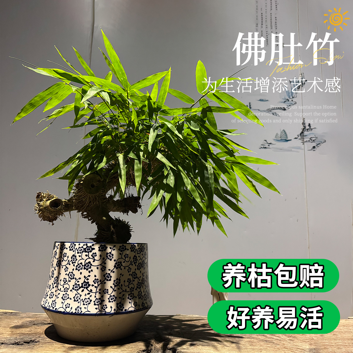 佛肚竹阳台客厅四季喜庆净化空气