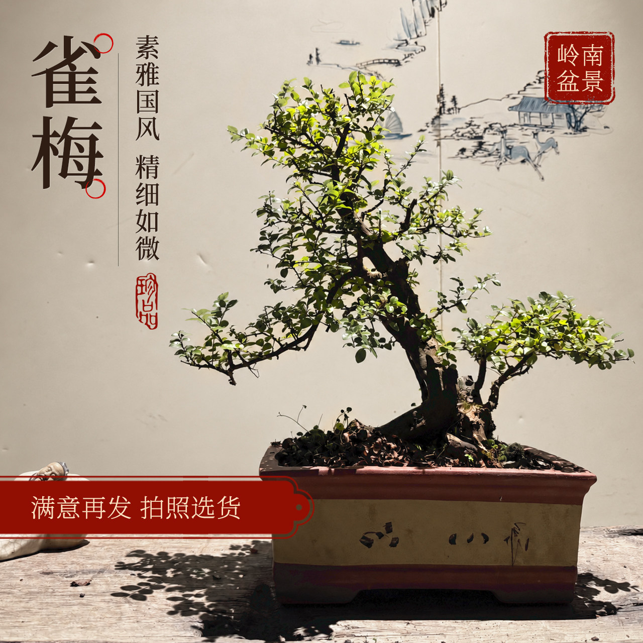 岭南小叶雀梅盆景老桩悬崖