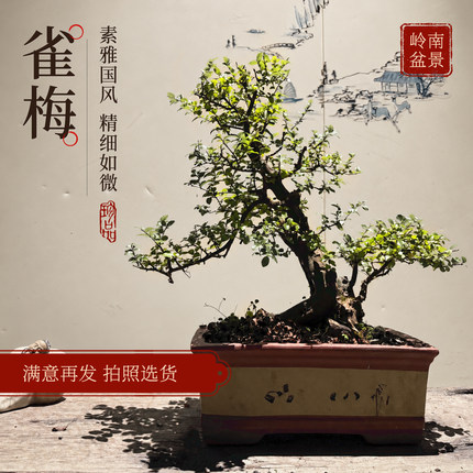 岭南小叶雀梅盆景老桩悬崖造型大型艺术摆件室内客厅阳台绿植盆栽