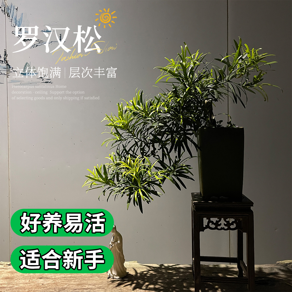 罗汉松盆景四季常青客厅