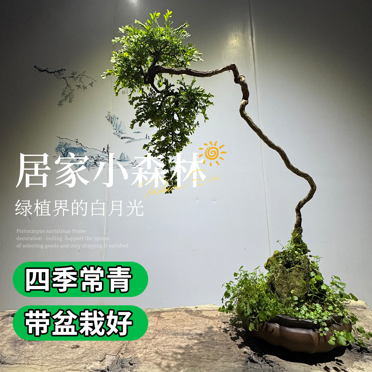 山格木盆景精品造型老桩