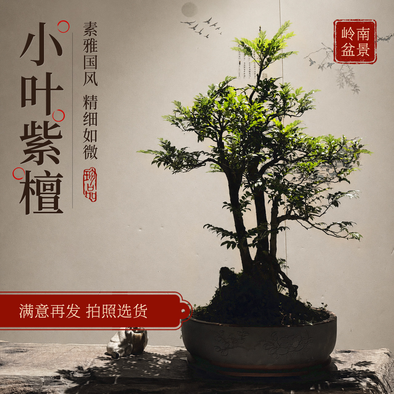 小叶紫檀盆景带盆栽好室内客厅绿植黑骨茶好养活老桩四季常青植物