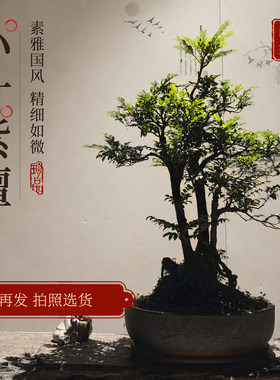 小叶紫檀盆景带盆栽好室内客厅绿植黑骨茶好养活老桩四季常青植物