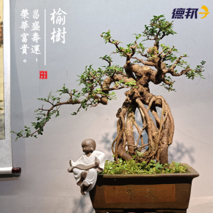 岭南造型苍古小叶榆树盆景树桩榔榆室内办公室庭院绿植阳台盆栽