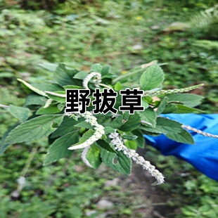 云南特产野坝子野拔草新鲜现采野生坝蒿花草盆景绿植野香苏扫把茶