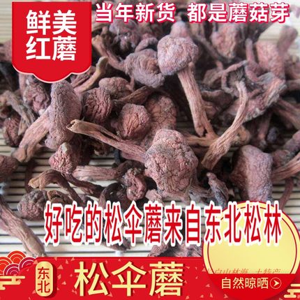 东北红蘑松蘑菇新品干货野松树伞松散红菇肉蘑鸡血蘑炖鸡蘑