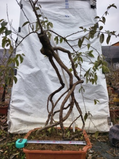 映山红胡颓子乌饭紫藤三角枫新鲜盆景老桩好活实物办公庭园绿植