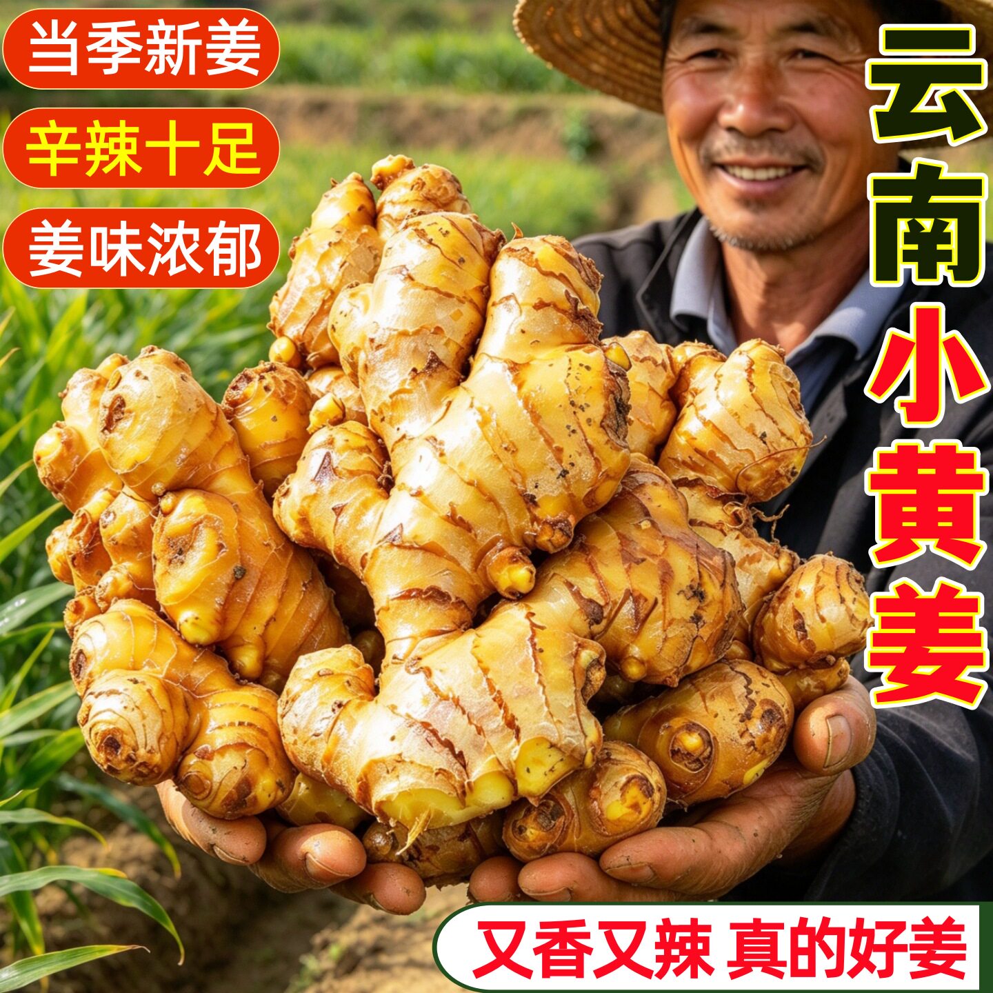 云南小黄姜辛辣十足当季新鲜现挖