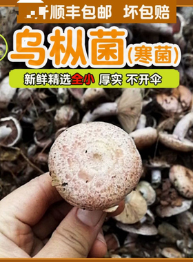 新鲜野生菌菇蘑菇乌枞菌枞树菇重阳菌松菌寒菌三九菇雁鹅菌