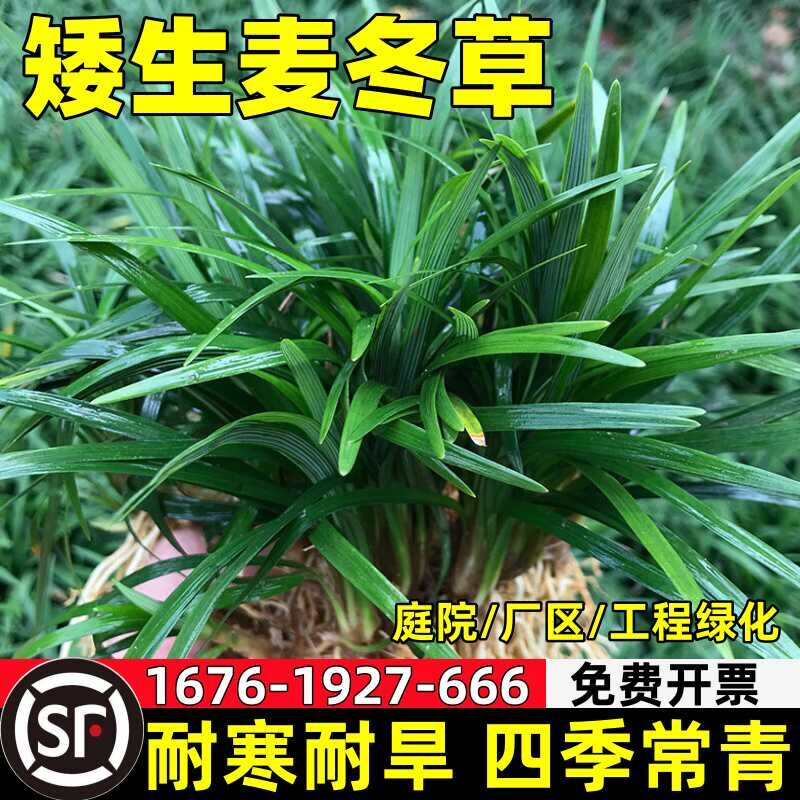 庭院矮麦冬草玉龙草细叶麦冬草苗