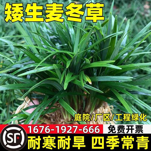 庭院矮麦冬草玉龙草细叶麦冬草苗