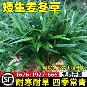 包活矮麦冬草苗日本玉龙草耐寒耐旱别墅庭院园林绿化草坪植物带土