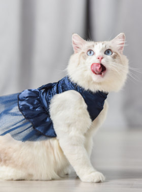 猫咪衣服公主Gena礼物宠物薄款闪亮连身蓬蓬纱裙布偶无毛猫泰迪