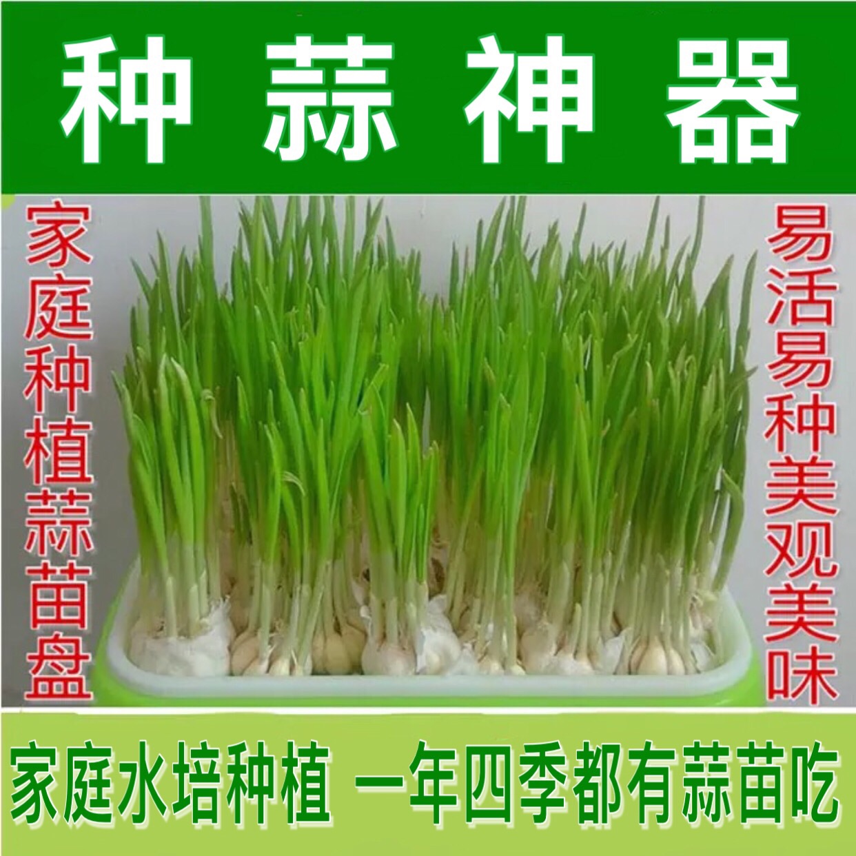 种蒜苗神器水培蒜苗容器家庭室内阳台大蒜种植盘栽种养蒜黄苗盘