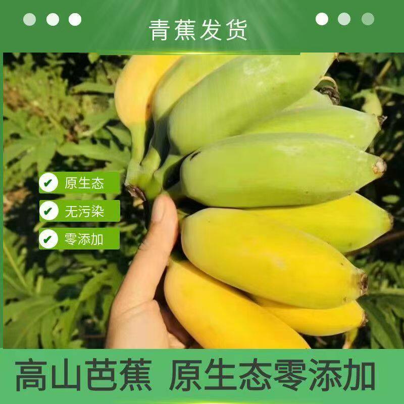 个别会有籽 云南本地芭蕉西贡蕉粉蕉