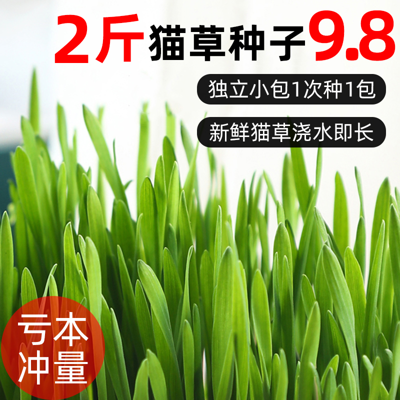独立小包装水培猫草猫草种子水培