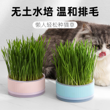 水培猫草杯盆栽猫咪排毛球零食水培盒种植盆吐毛球猫去毛球大小麦