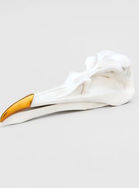 英国SUCK UK骷髅鸟头骨首饰架Bird Skull 创意桌面盒装饰品礼物