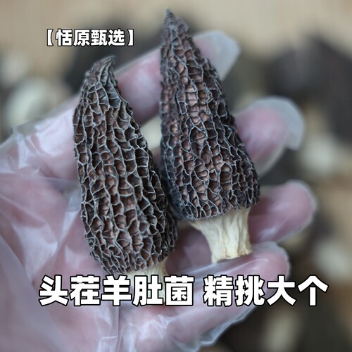 恬原精选/头茬六妹羊肚菌（5-7cm）营养补品煲汤
