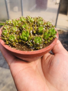 日本秀女瓦松 小叶瓦松 爆盆品种 日本盆景盆栽