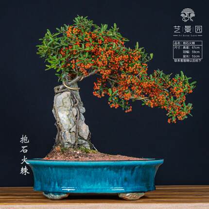 火棘绿植盆栽素材四季常青植物