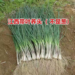 江西新鲜带叶嫩荞头藠头白 新鲜蔬菜芥头农家自种教头茭头荞头