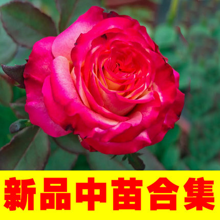 月季中苗大合集】南方耐热大花浓香切花玫瑰多头多花勤花耐寒月季