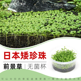 无菌杯水草迷你日本矮珍珠草趴地爬鱼缸草造景前景新手草坪0藻0螺