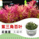 紫三角百叶无菌杯后景草鱼缸草造景水草荷兰景无藻无螺