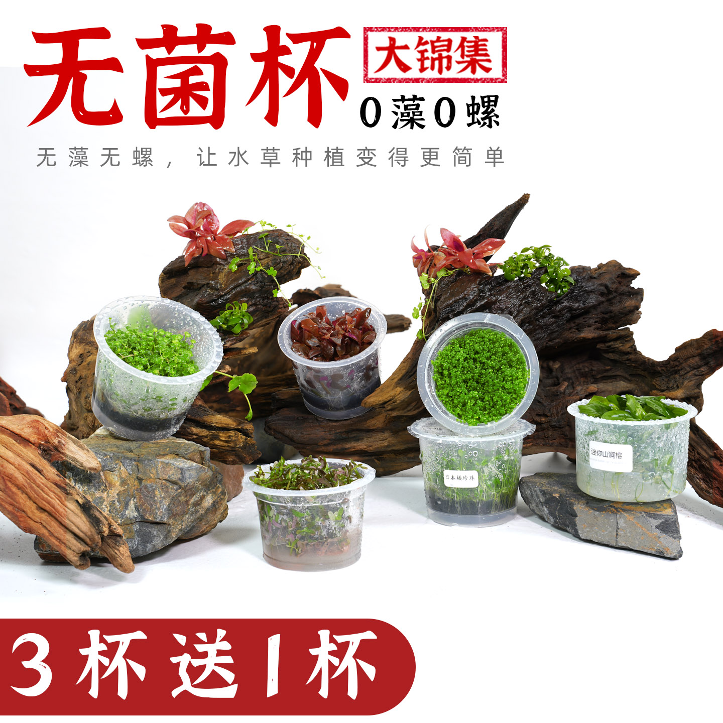 无菌杯水草无藻无螺水草锦集图片