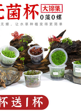 无菌杯水草无藻无螺水草锦集