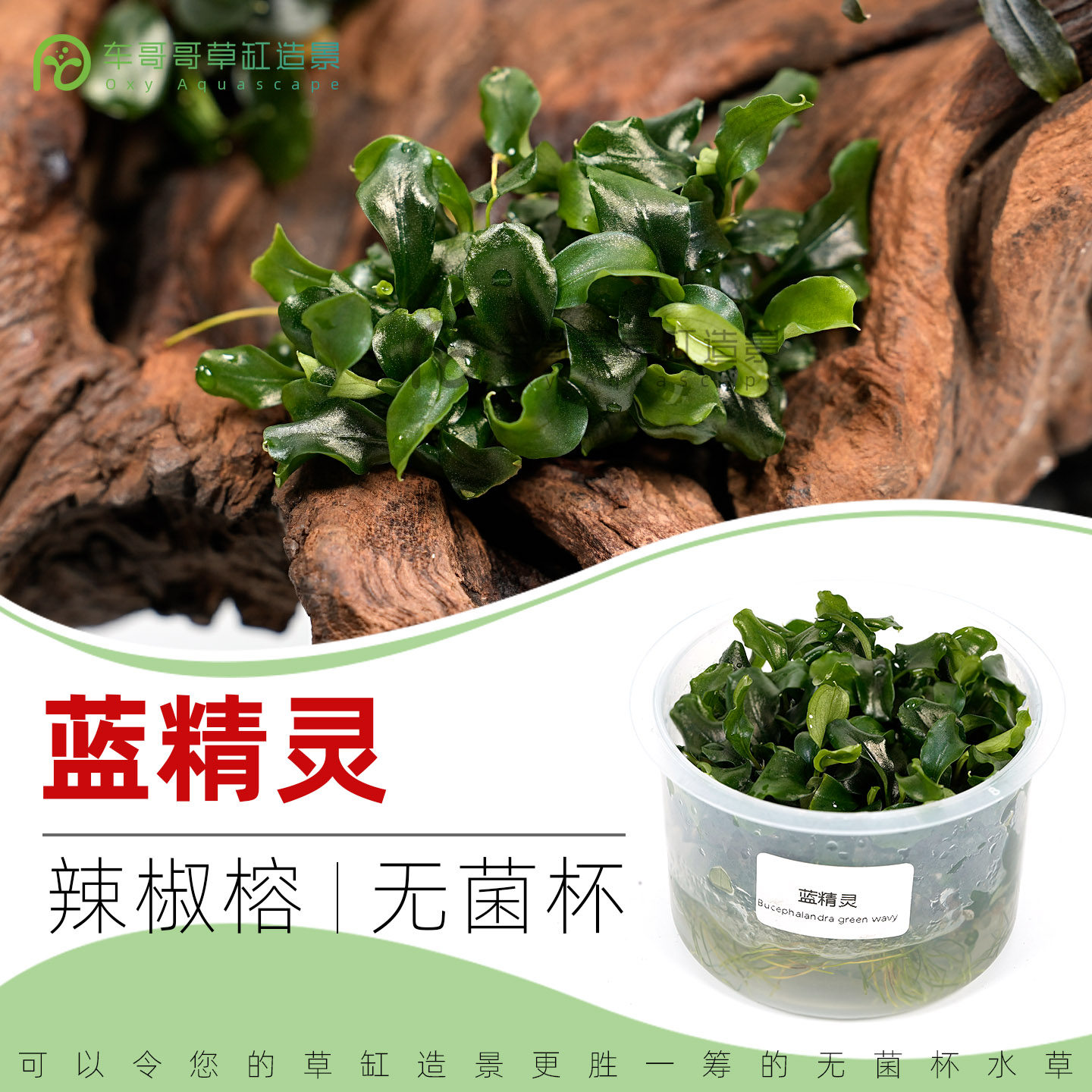 蓝精灵/无菌杯水草3送1杯