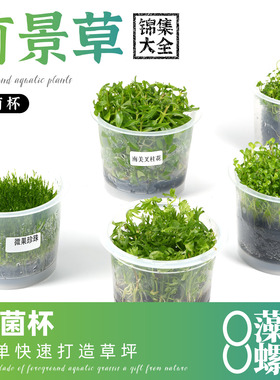 无菌杯水草椒草迷你趴爬地日本矮珍珠牛毛草天胡荽前景鱼缸草造景