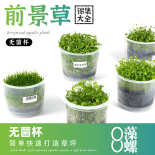 无菌杯水草椒草迷你趴爬地日本矮珍珠牛毛草天胡荽前景鱼缸草造景