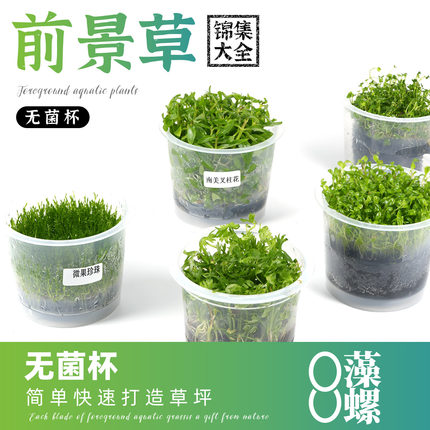 无菌杯水草椒草迷你趴爬地日本矮珍珠牛毛草天胡荽前景鱼缸草造景
