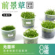 无菌杯水草椒草迷你趴爬地日本矮珍珠牛毛草天胡荽前景鱼缸草造景