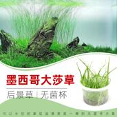 墨西哥大莎草沙草无菌杯后景草鱼缸草造景水草荷兰景飘逸无藻无螺